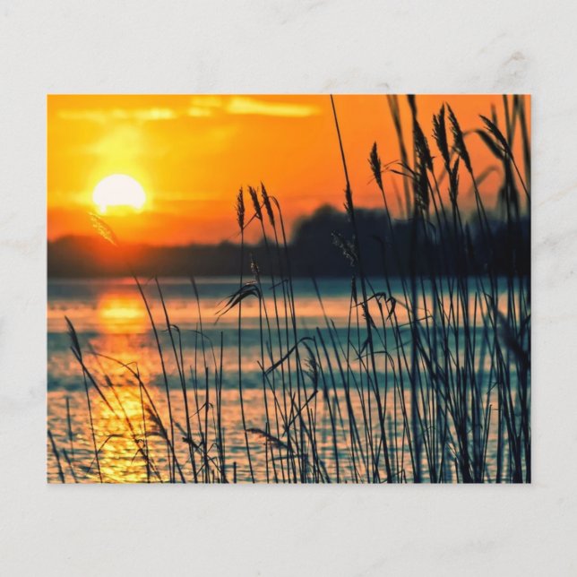 Reeds in sunset scrapbook background (Front)