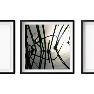 Reeds Reflection Zen Photography Poster