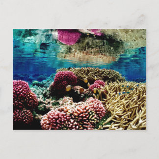 reef-386973  reef coral landscape colourful underw postcard
