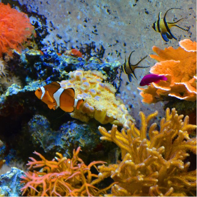 reef fish coral ocean standing photo sculpture (Front)