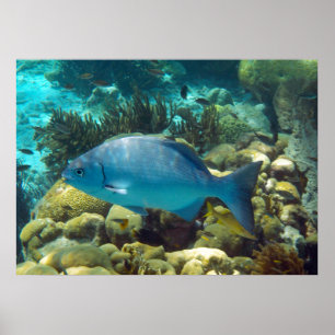 Reef Fish Poster