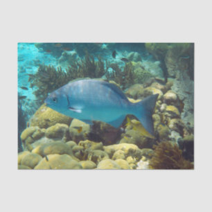 Reef Fish Tissue Paper