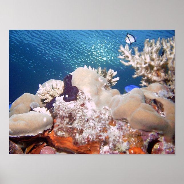 Reef Poster (Front)