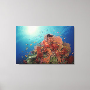 Reef scenic of hard corals , soft corals 2 canvas print