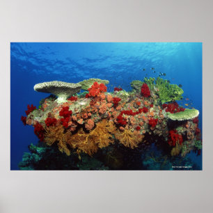 Reef scenic of hard corals , soft corals poster