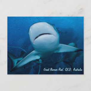 Reef Shark Great Barrier Reef Coral Sea Gift Postcard