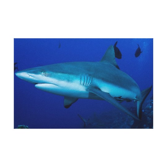 Reef Shark on the Great Barrier Reef Canvas Print