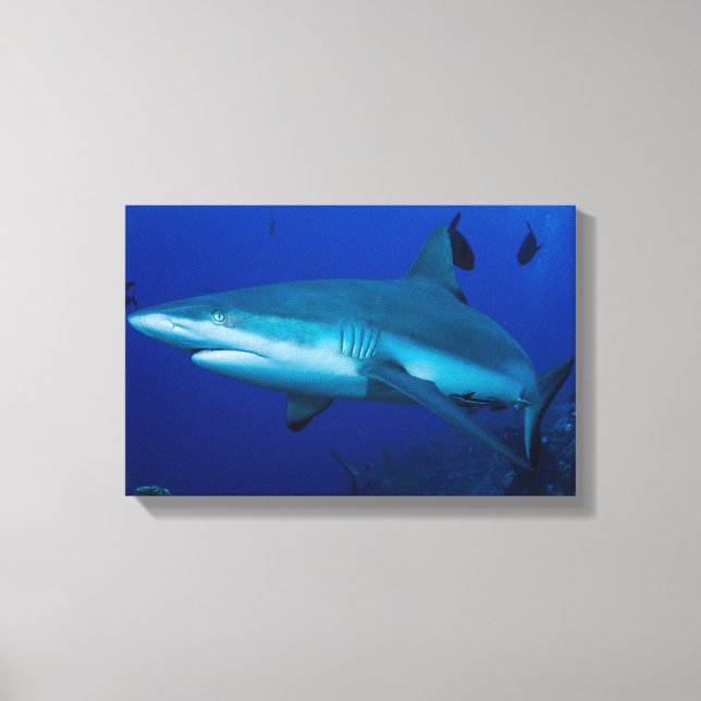Reef Shark on the Great Barrier Reef Canvas Print (Front)