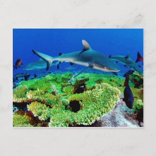 Reef Shark Photos Postcard