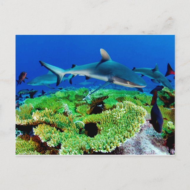 Reef Shark Photos Postcard (Front)