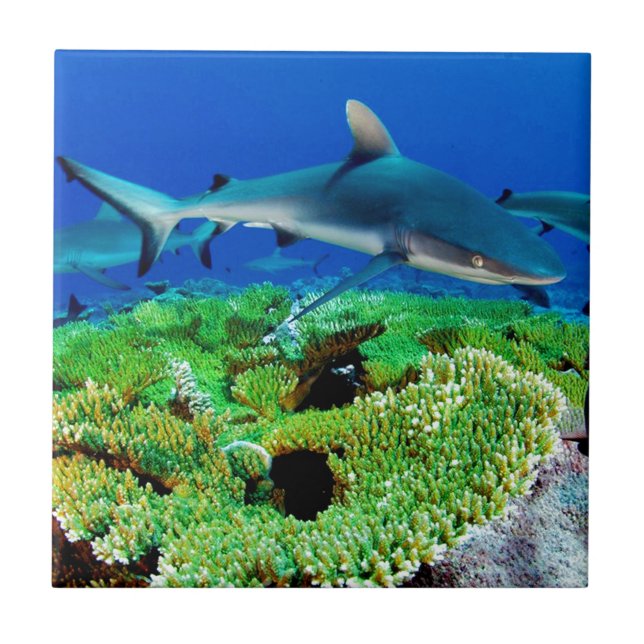 Reef Shark Photos Tile (Front)