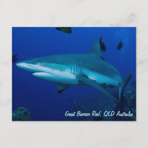 Reef Shark Postcard