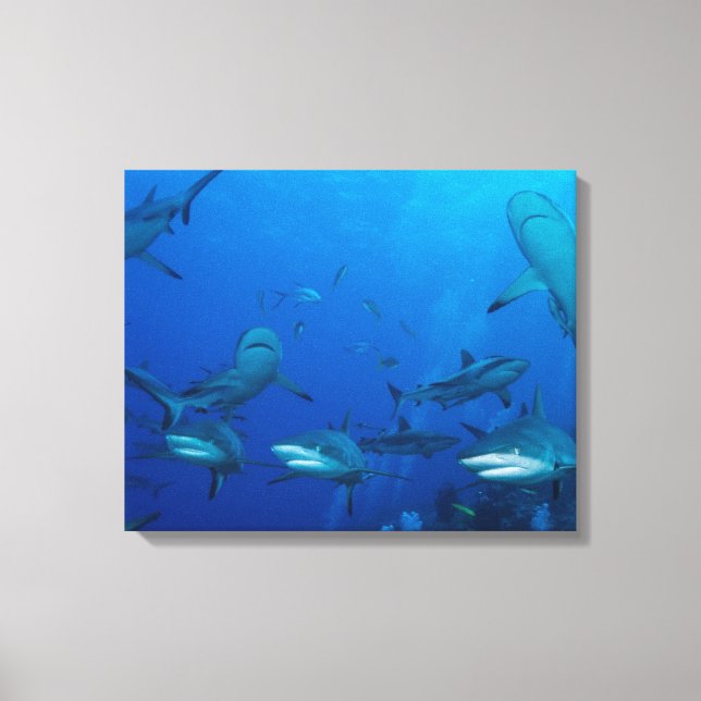 Reef Shark Wrapped Canvas (Front)