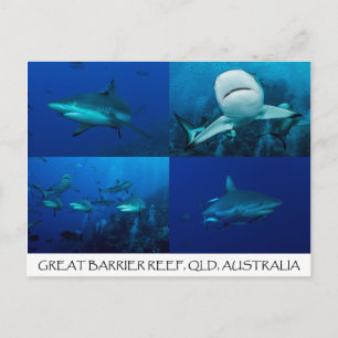 Reef Sharks on the Great Barrier Reef Postcard