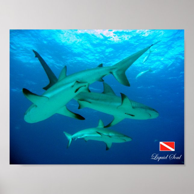 Reef Sharks Poster (Front)