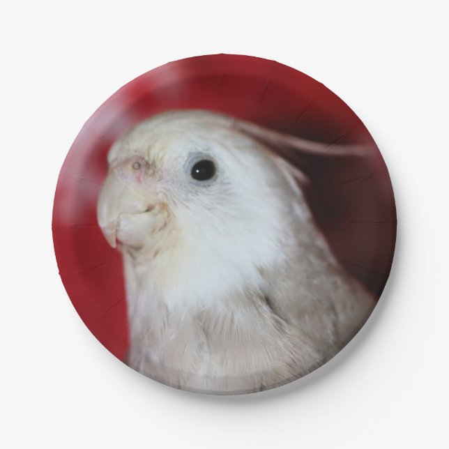 Reeples Paper Plate (Front)
