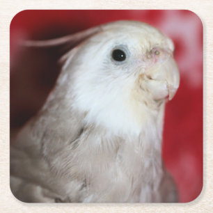 Reeples Square Paper Coaster