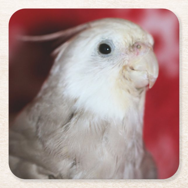 Reeples Square Paper Coaster (Front)