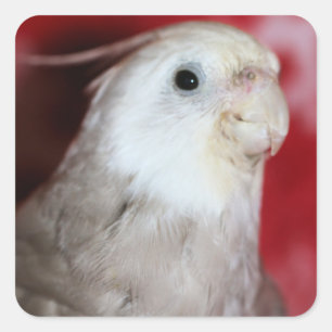 Reeples Square Sticker