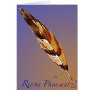 Reeves Pheasant Tail