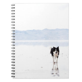 Reflected border collie notebook
