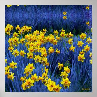 Reflecting Daffodils Poster