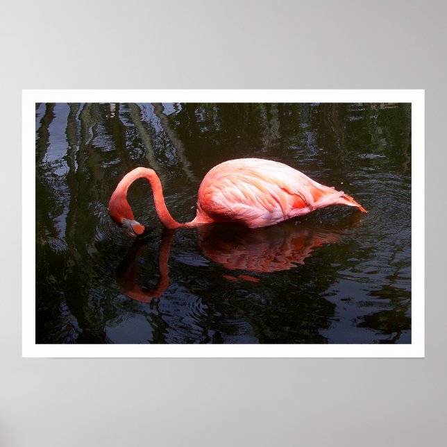Reflecting Flamingo Poster (Front)