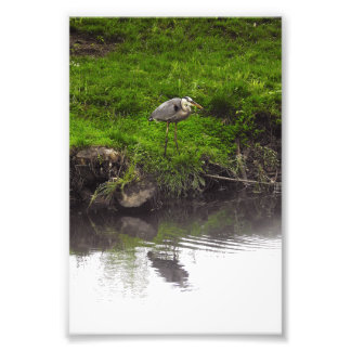 Reflecting Heron Photo Print