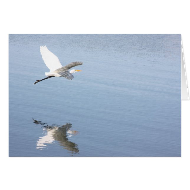 Reflection (Front Horizontal)