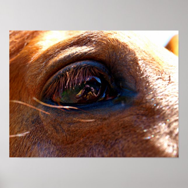 Reflection in Horse's Eye Poster (Front)