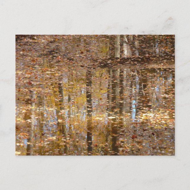 Reflection in Still Creek at Greenbelt Park Postcard (Front)