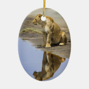Reflection of a Lioness Ornament