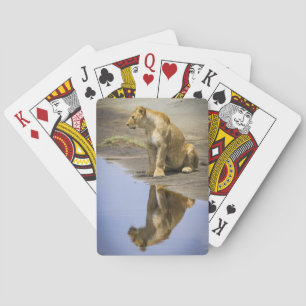 Reflection of a Lioness Playing Cards