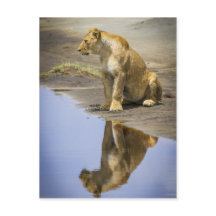 Reflection of a Lioness
