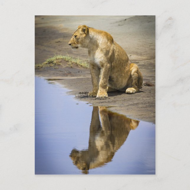 Reflection of a Lioness Postcard (Front)