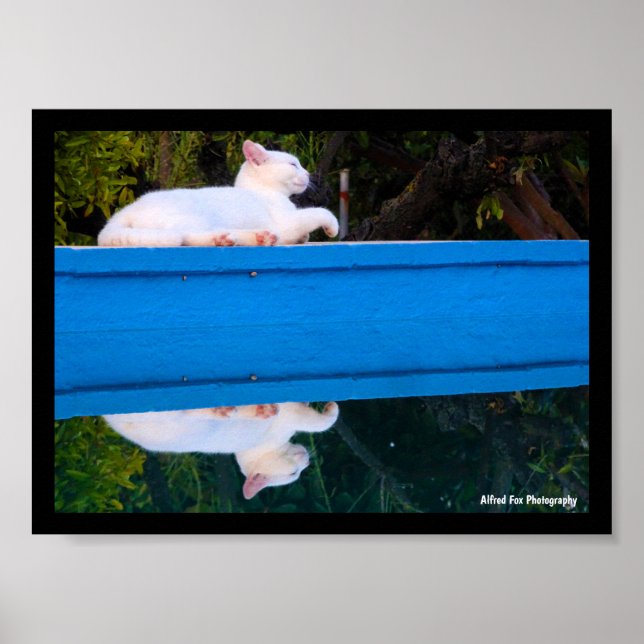 Reflection of a White Cat Poster (Front)