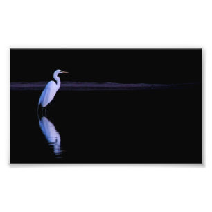 reflection of an Egret Photo Print