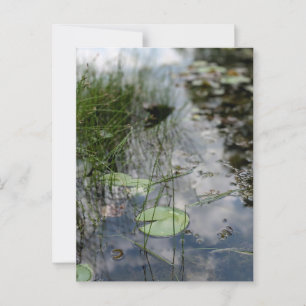 Reflections at the Water's Edge Postcard