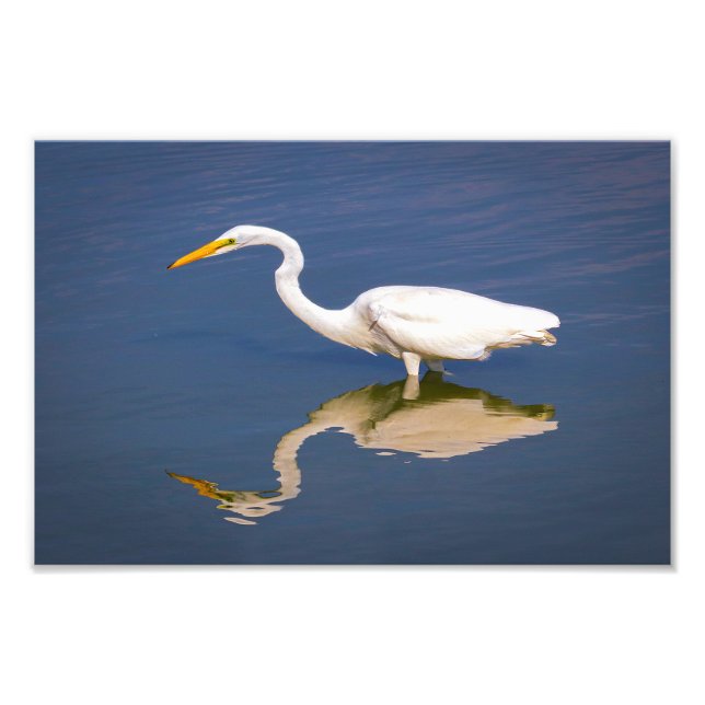 Reflections of a Great Egret Photo Print (Front)