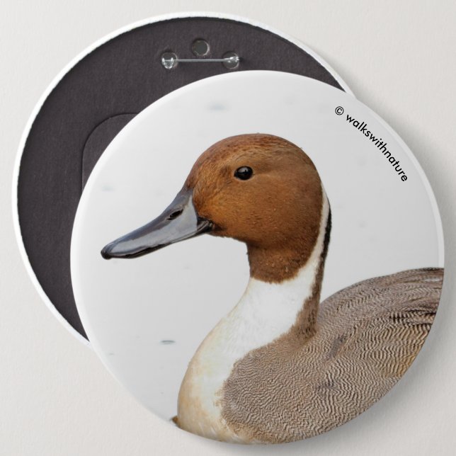 Reflections of a Northern Pintail Duck 6 Cm Round Badge (Front & Back)