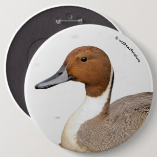 Reflections of a Northern Pintail Duck 6 Cm Round Badge