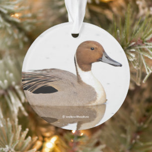 Reflections of a Northern Pintail Duck Ornament
