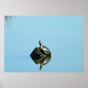Reflections of Spring (Turtle) Poster
