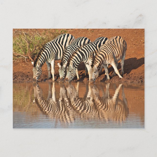 Reflections: Zebras Postcard (Front)