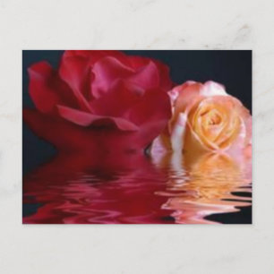 Reflective Rose Postcard