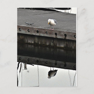 reflective Seagull Postcard