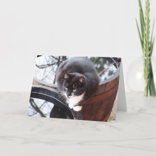 Reflective Tuxedo Cat on Barrels note cards