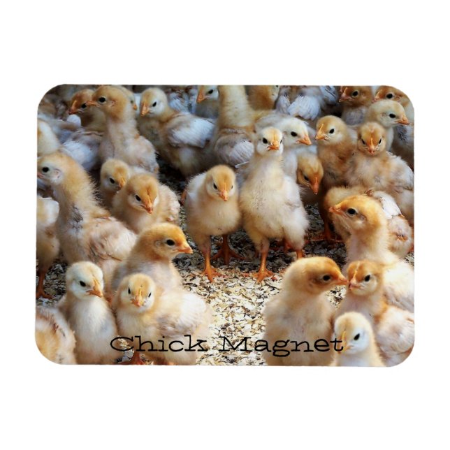 Refrigerator Magnet Chick Magnet (Horizontal)
