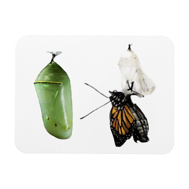 Refrigerator Magnet Monarch/Chrysalis (Horizontal)