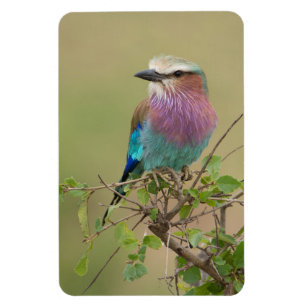 Refrigerator Magnet YOUR Photo Template 4 x 6